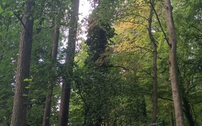 Reforestation Initiative: Citizen Science and Democratic Participation 