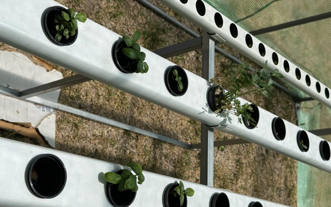 Growing Sustainability Through Hydroponics
